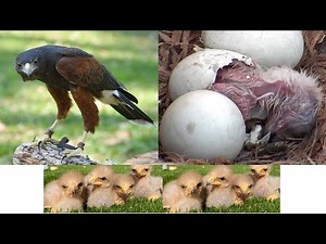 Harris Hawk Babies Popular bird in falconry (egg hatching to chicks growing) Parabuteo unicinctus