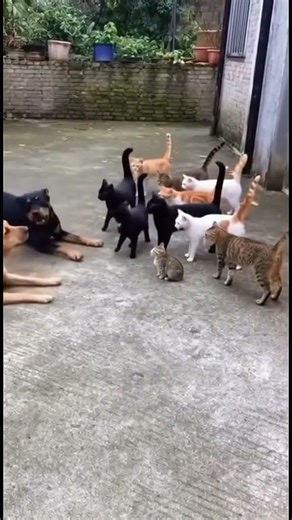 Dog vs Cats funny moment 😆 #memesdaily #dog #cats #petsrule