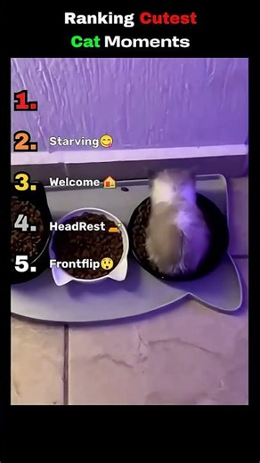 Ranking Cutest Cat Moments #cat #funny #cute #viral