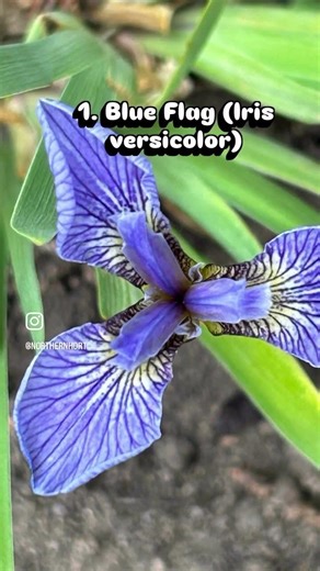 Spring is around the corner: time to consider your planting scheme! Here are some starting points!