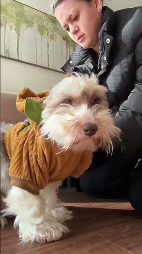 Havanese Dog – The Cutest Small Breed Explained | Full Guide #shortvideo