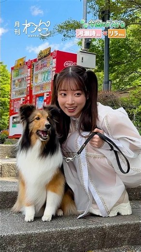 22/7 河瀬詩さんが遊びにきてくれました！（シェットランド・シープドッグ｜月刊わんこ撮影オフショット）#shorts