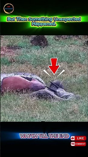 Why Did This Giant Python Regret Its Hunt?