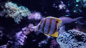 Copperband Butterflyfish The one painted in the water under the sea has a beautiful yellow body against coral reef background