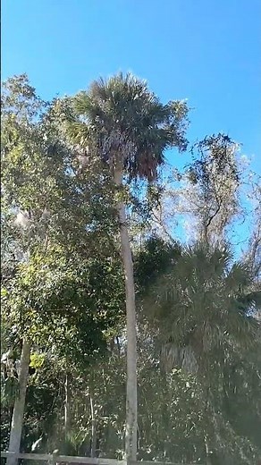 tallest Palmetto in Virginia - Great Dismal Swamp Sabal palmetto - Qarsherskiyan Creole life