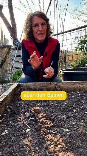 Growing onion sets from onion seeds – give it a try! 🧅