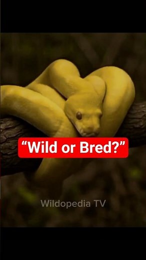 Yellow Python Truth — Not Wild? 🐍 #Shorts