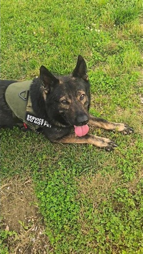 Badr Tactical Eagle Harness: takes flight with zero rubbing or pinching. ⚾️🐕‍🦺💨 Info in Description