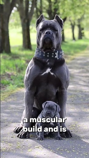 Akita vs Cane Corso Fight