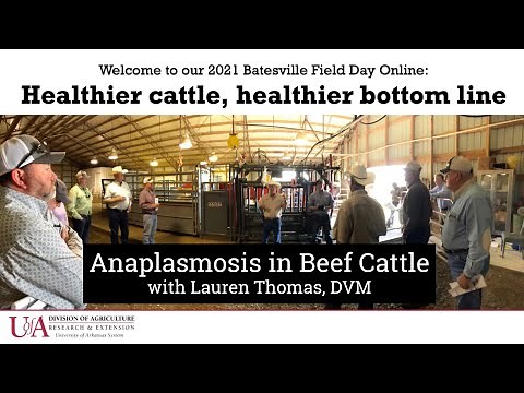 Anaplasmosis in Beef Cattle - with Lauren Thomas, DVM (Healthier Cattle, Healthier Bottom Line)
