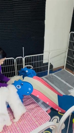 Introducing these Bichon Frise pups to their slide. 3 Males & 2 Females with PCCI Papers | Pocketville Kennel