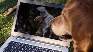 Practice Safe Browsing: 6 Ways to Protect Yourself While Watching Porn Online