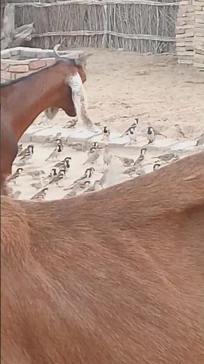 Hundreds of Sparrows Gathering for a Feast! 🐦