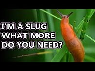 Slug facts- the land gastropods without shells - Animal Fact Files-2