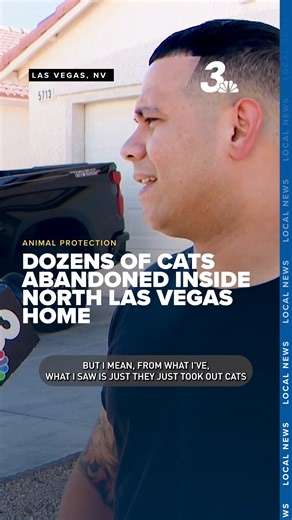 23K views · 196 reactions | Several North Las Vegas residents say they‘ve been left in disbelief after dozens of cats were left abandoned inside a home along Turtleback Drive, near Ann Road and Camino al Norte. Many neighbors have told News 3 for years they've seen dozens of cats roaming these streets, all coming from the same home; However, it wasn’t until Wednesday that North Las Vegas Animal Protection Services stepped in. | KSNV News 3, Las Vegas | Facebook