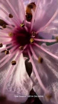 Une Source - extrait - Leya Caldera #shorts