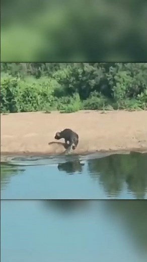 Crocodile Clamps Onto Buffalo’s Tail in Shocking Attack!