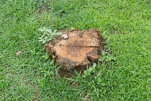 How To Get Rid Of Tree Stumps In Your Yard - Hunker