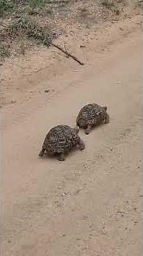 It’s the leopard tortoise mating season
