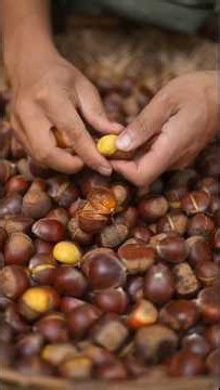 RURAL LIFE: HOW TO PROCESS FRESH CHESTNUTS ( 2 DELICIOUS RECIPES)