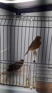 عشاق طفرات الكناري canari mutation | عالم الطيور