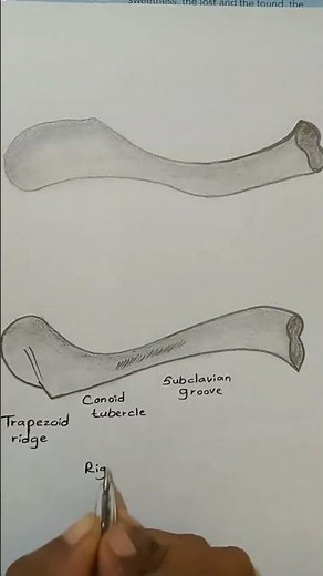 How to draw a clavicle #collarbone #drawing #anatomy #subscribe