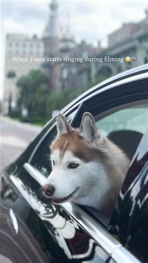 When Tosca Starts Singing During Filming 🙄🐺