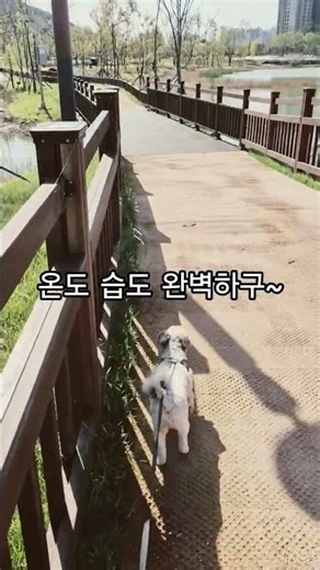 신상 산책로~ #강아지# 뭉치#산책#도안호수공원#기분좋은날