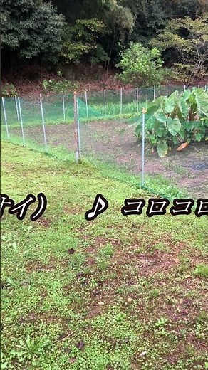【朝5:30の癒やし】畑で大合唱する秋の虫たち【ウマオイ・コオロギ・マツムシ】