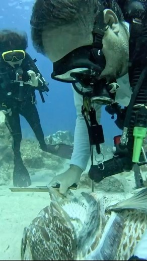 It's sad to see big Cubera snapper go like this, but it shows how dangerous puffer fish can be to their predators! 🎥 @romeopenacino . Neptonics #Oceanborn #builtforadventure . . #spearo #spearfishing #apnea #freedive #deep #ocean #reef #snapper #cubera #snapper #reef #ocean #bluewater #circleoflife #natureismetal | Neptonics Spearfishing