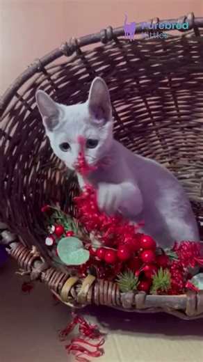 Meet Qantiga: The Blue Russian Blue Kitten 😻 Graceful, Gentle & Green-Eyed Beauty! #RussianBlue