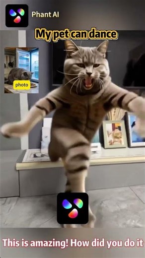 Your Cat Can Dance! AI Technology Creates Entertaining Dancing Videos from Pet Photos