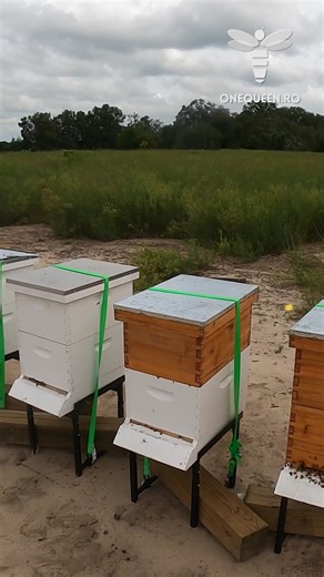 285K views · 1.7K reactions | The highest experienced beekeepers have learned to secure their hives just before a heavy storm hits, and by doing that, they are not leaving their hives to chance For full videos, check these channels: @davidlewis4179 - YouTube @180Floridalife - YouTube @BroussardHomestead - YouTube @mannlake - YouTube @TheHealthyHomeEconomist - YouTube | OneQueen.ro | Facebook