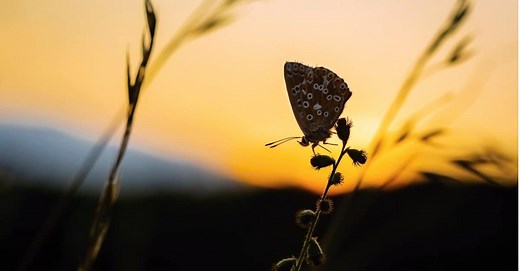 Understanding Butterfly Behavior: When and Where They Sleep
