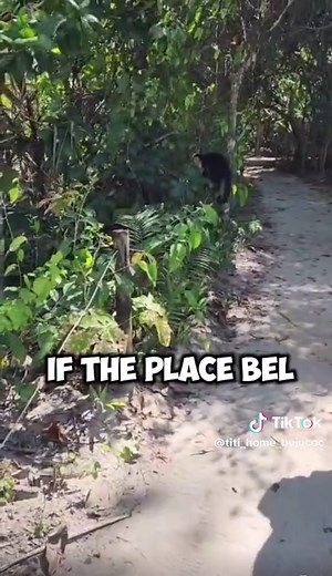 Just about 48–50 minutes from our Airbnb, you’ll find one of Costa Rica’s most iconic places: Manuel Antonio National Park 🌿 Easy trails, incredible wildlife, and monkeys roaming freely between the trees and the beach make every visit unforgettable. A perfect day trip before heading back to relax at our Airbnb