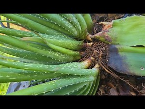Successful Experiment In Growing Organic Aloe Vera Barbadensis Miller Using Leaves.