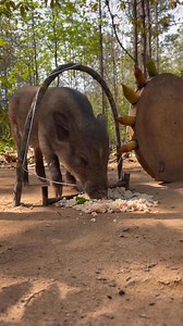 #viral | Wild Animals