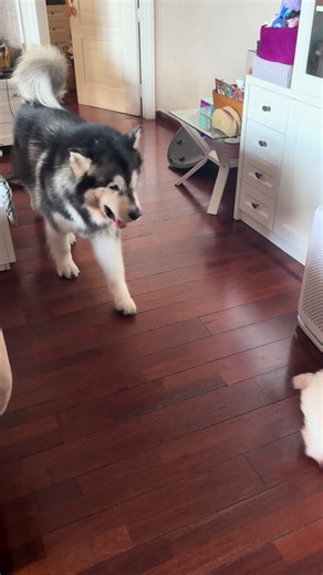 Bucinnya Max: Anjing Alaskan Malamute dan Poodle