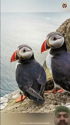 Why Seagull Bird Drops Puffin's Chicks from Height?😱 || #factshorts​ #facts​ #shorts​