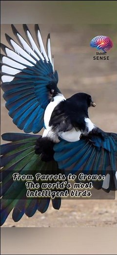 From Parrots to Crows 🦜🐦 | The Most Intelligent Birds in the World