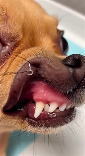 The vet had to do a "Capillary Refill Test" to make sure Pip's heart is pumping enough blood. Watch his little gum turn white when the vet presses it... Pip froze. He didn't put his lip back down. He just stared at me with those huge, watery eyes like "Mama, am I fading away?" The pink came back, but the fear in his eyes stayed. | Animal Chaos