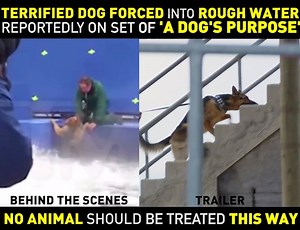 BREAKING: Footage shows a terrified dog reportedly forced into rushing water on the set of A Dog's Purpose. SHARE if you know this is NOT a dog's purpose! | PETA (People for the Ethical Treatment of Animals)