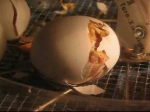 Hatching - Chick Starts to Break Out of Egg
