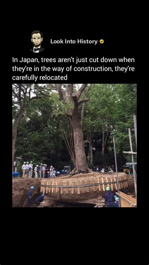 In Japan 🇯🇵, trees aren’t simply cut down when they stand in the way of construction—they’re carefully relocated. 🌳✨ Specialized crews dig around the roots, move the tree with its root ball intact, and replant it so it can keep growing. This practice reflects deep respect for nature, rooted in Shinto beliefs and environmental awareness. Even in urban development, space is made to preserve life—showing how progress and harmony with nature can coexist. 🌱🏙️ - #japan #naturelove #shinto #enviro