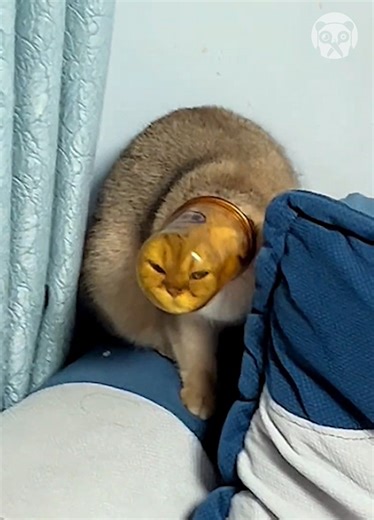 Clumsy cat gets his head stuck in cup while trying to steal water | Bored Panda Art