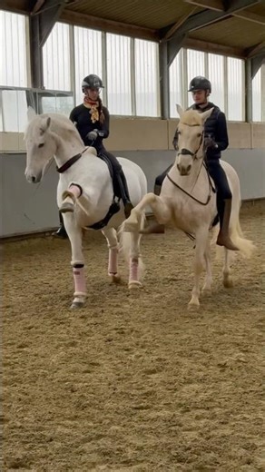 Training together with my inspiration, when they do the spanish walk in sync, its just amazing🫠😍