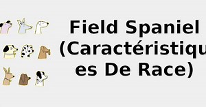 Field Spaniel (Caractéristiques de race) 🐶