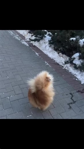 #doglife #puppydance #swayingtothebeat#cutedog#pet | dog dancing