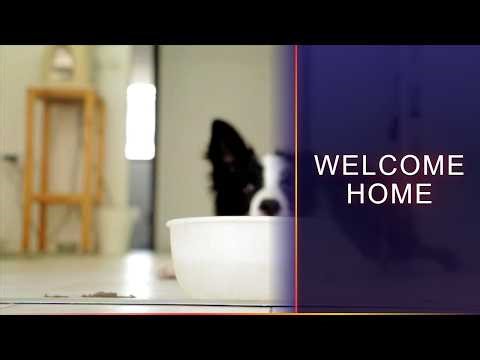 5 Essential Tips to Welcome Your New Dog Home Successfully