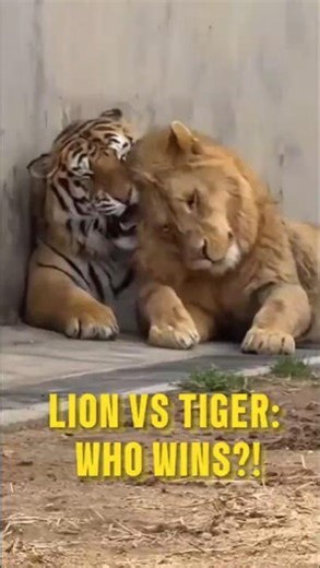 Lion vs Tiger: Who Would Actually Win? | Real Animal Facts